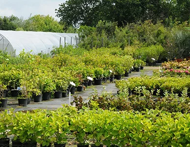 Nursery Supply Sydney