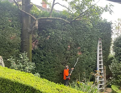 Tree Pruning Sydney